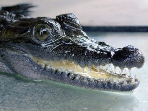 saltwater crocodile diving bali
