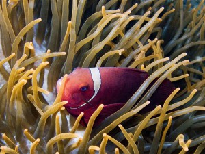 clownfish diving Bali anemonefish
