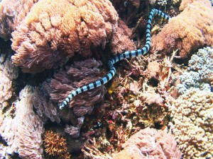 sea snake diving Bali