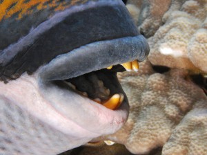 titan triggerfish trigger fish diving bali голубоперый балистод