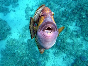 titan triggrefish trigger fish diving Bali голубоперый балистод