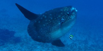 мола мола дайвинг Бали Mola Mola diving Bali