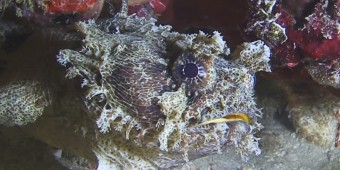 Toadfish diving Raja Ampat рыба-жаба Toadfish дайвинг Раджа Ампат