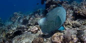 шишколобый попугай дайвинг на Бали humphead parrotfish diving Bali