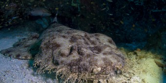 wobbegong ковровая акула дайвинг Раджа Ампат воббегонг carpet shark дайвинг на Бали