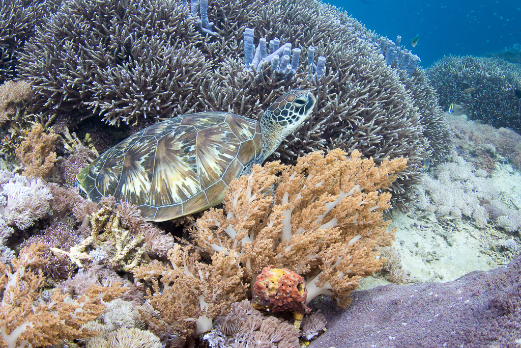 Черепаха дайвинг на Бали