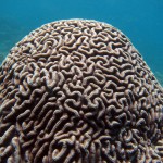 коралл в амеде на бали