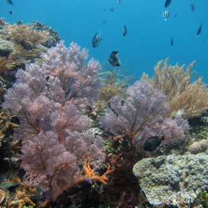 коралловый риф в амеде на бали