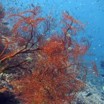 коралловый риф в амеде на бали