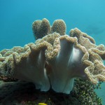 Мягкие кораллы в амеде на бали