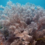 Мягкие кораллы в амеде на бали