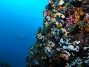коралловый риф, дайвинг на Бали