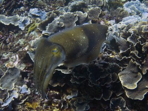 каракатица, дайвинг на Бали