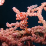 seahorse pygmy diving bali