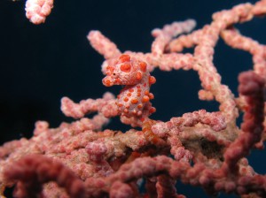 seahorse pygmy diving bali