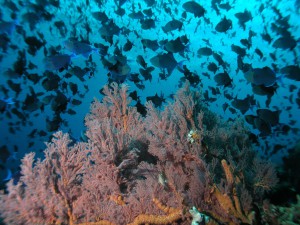 мягкий коралл на дайвинге на Бали