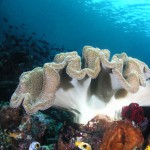 мягкий коралл на дайвинге на Бали