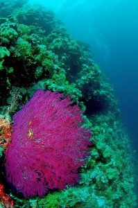 soft coral diving bali