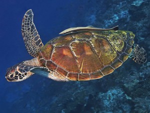 turtle diving bali