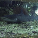 Белоперая рифовая акула в Тепеконг, Паданг Бай, Бали