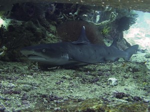 белоперая рифовая акула на дайвинге на Бали