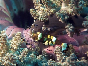 anemone shrimp diving lembeh bali