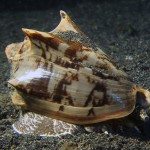 bat volute sea snail diving lembeh bali