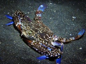 blue crab diving lembeh bali