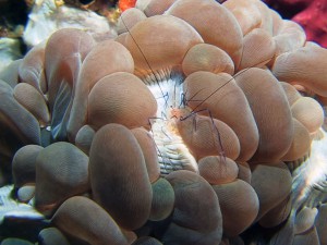bubble coral shrimp diving lembeh bali