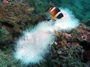 clownfish diving lembeh bali