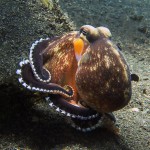 coconut octopus diving lembeh bali