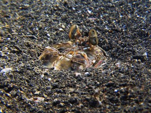 mantis shrimp diving lembeh bali