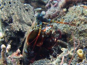 mantis shrimp diving lembeh bali