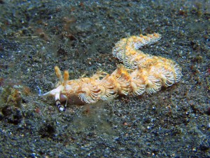 голожаберный моллюск, дайвинг на Лембе