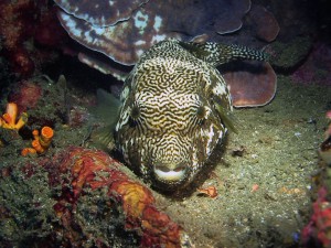 puffer fish diving lembeh bali