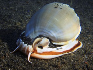 sea snail diving lembeh bali