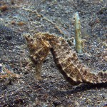 seahorse diving lembeh bali