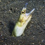 snake eel diving lembeh bali