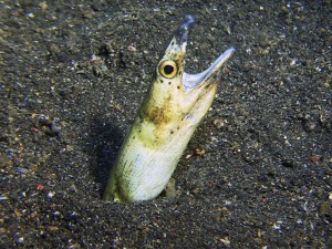 snake eel diving lembeh bali