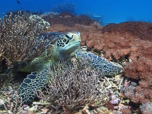 turtle diving komodo diving bali