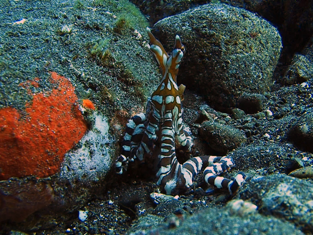 осьминог подражатель на дайвинге на Бали