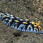 голожаберный моллюск на дайвинге на Бали