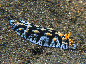 голожаберный моллюск на дайвинге на Бали