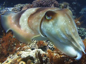 cuttlefish diving Bali