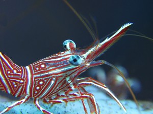 camelback shrimp diving Bali