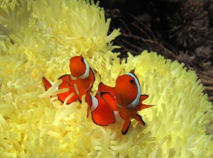 clownfish nemo diving Bali anemonefish