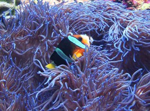 clownfish diving Bali anemonefish