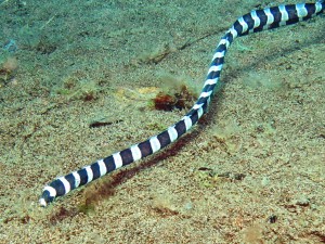 banded snake eel diving Bali