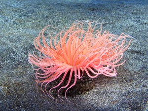 sea anemone diving bali