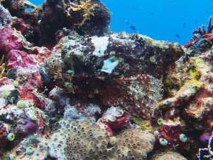 scorpion fish diving bali